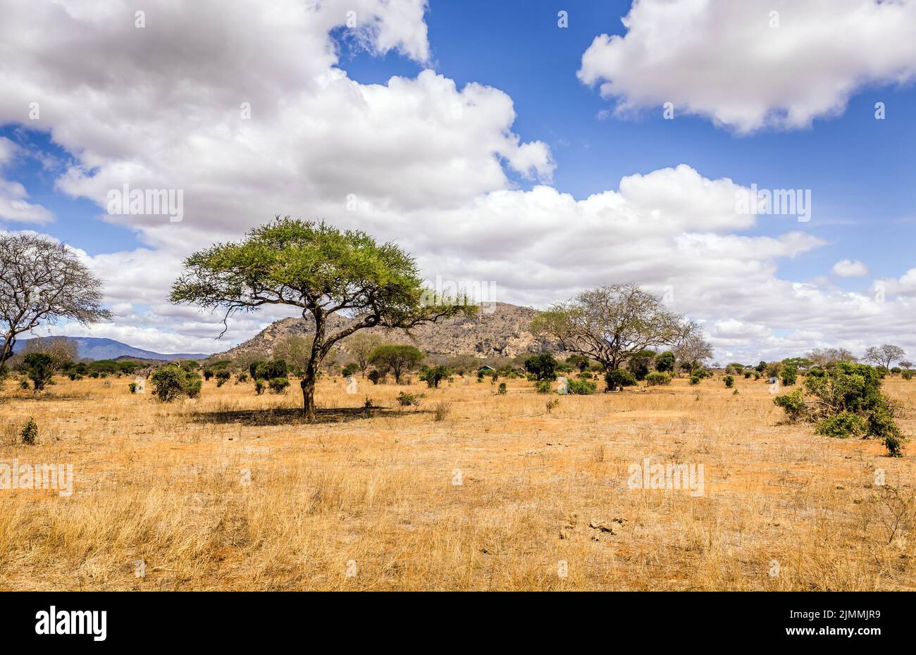 Paysage unique des plaines de savane à acacia tree au Kenya Banque D'Images