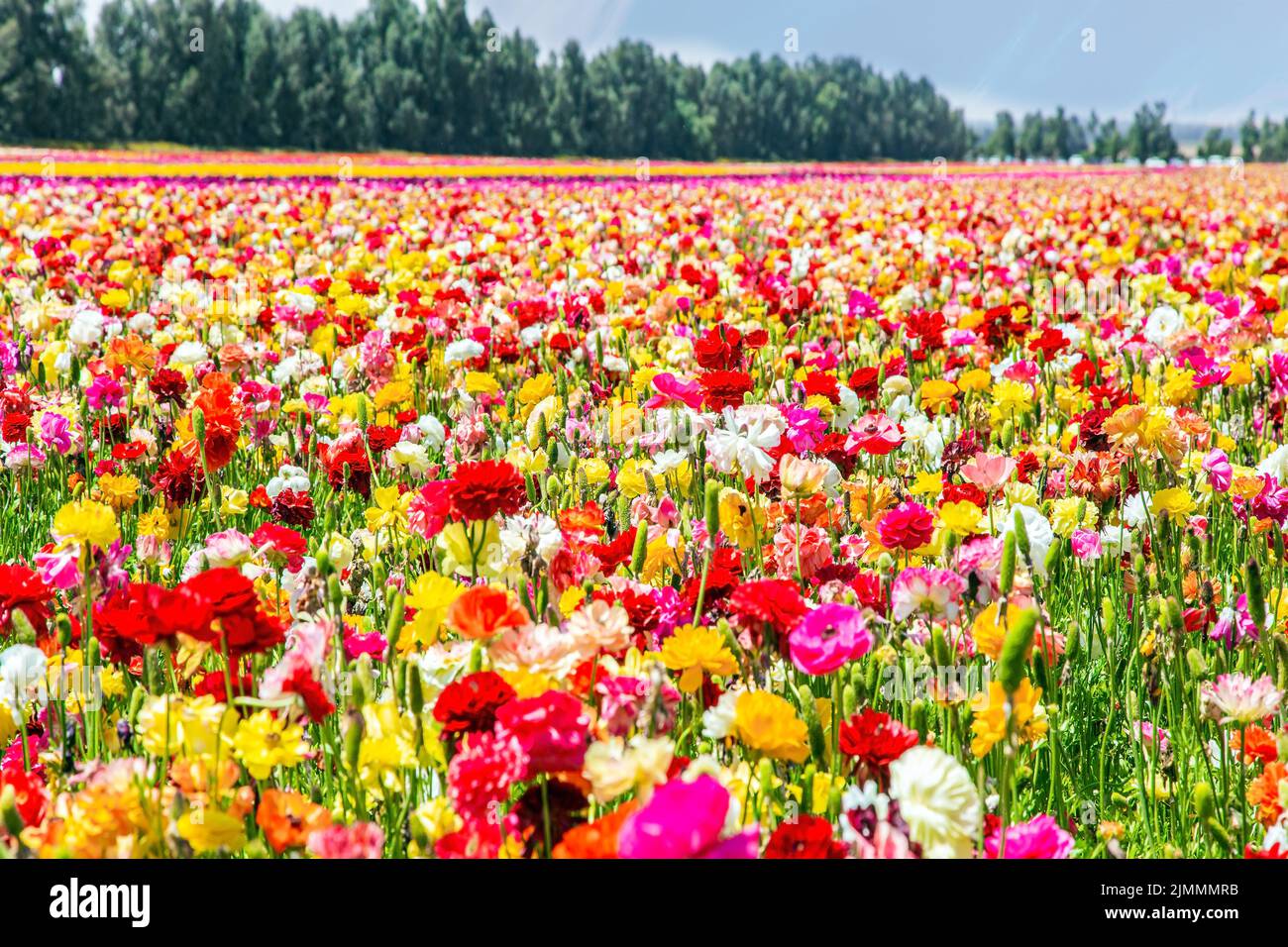 Buttertasses de jardin luxuriant Banque D'Images