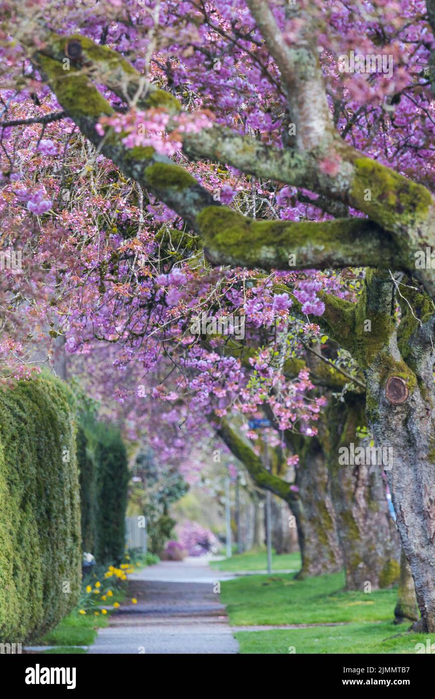 Allée fleurie Banque D'Images
