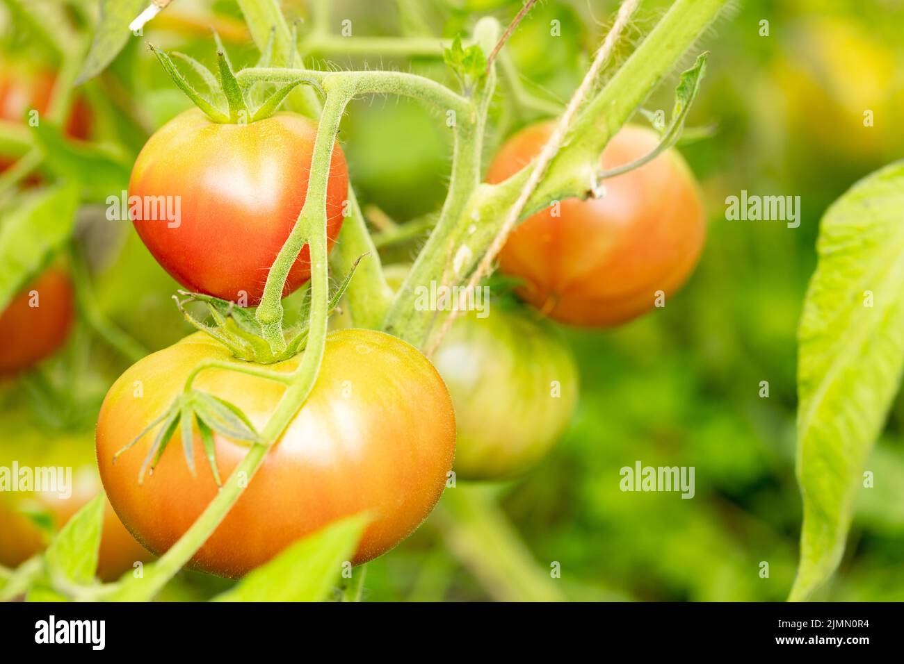 Variété de tomates rouges à rayures, mûrissement des tomates. Concept d'agriculture. Mise au point sélective. Gros plan Banque D'Images
