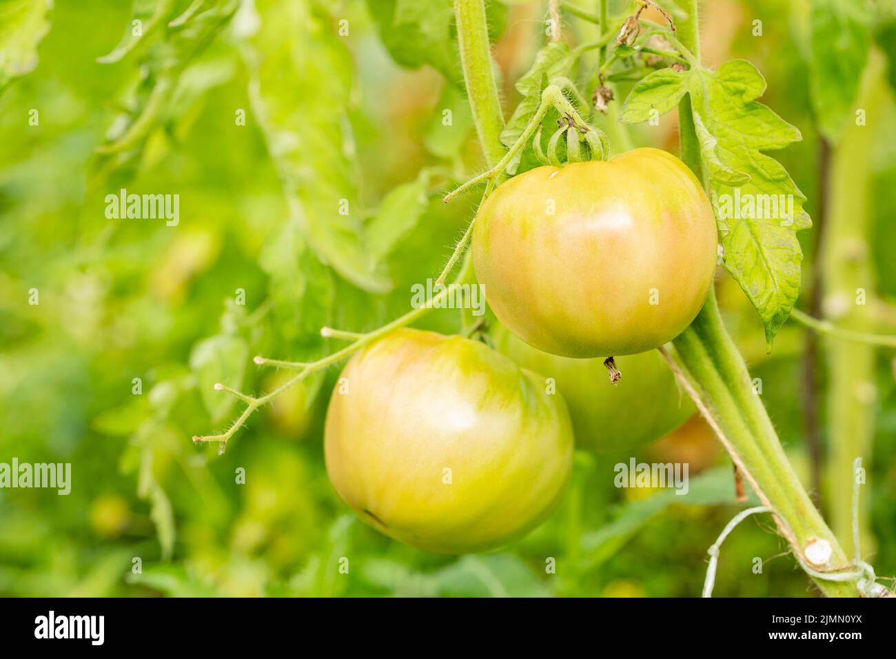 Variété de tomates rouges à rayures, mûrissement des tomates. Concept d'agriculture. Mise au point sélective. Gros plan Banque D'Images