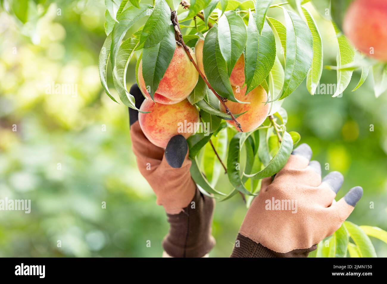 La récolte de pêches. Senior Woman picking peaches organique mûres en été verger. Contrôle de l'agriculteur des fruits sur les branches. Banque D'Images