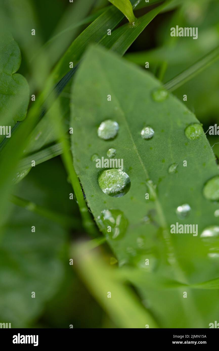 De grandes belles gouttes de pluie transparente de l'eau sur une feuille verte macro. Gouttes de rosée du matin luisent au soleil. Belle texture de la feuille dans la nature. Banque D'Images