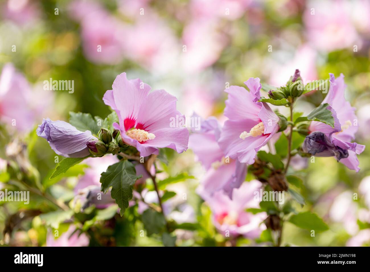 Hibiscus rose ou fleur de malow rose. Fleurs d'hibiscus Rosa Sinensis aux pétales rose crémeux et au centre bordeaux. Fleurs roses dans le jardin Banque D'Images