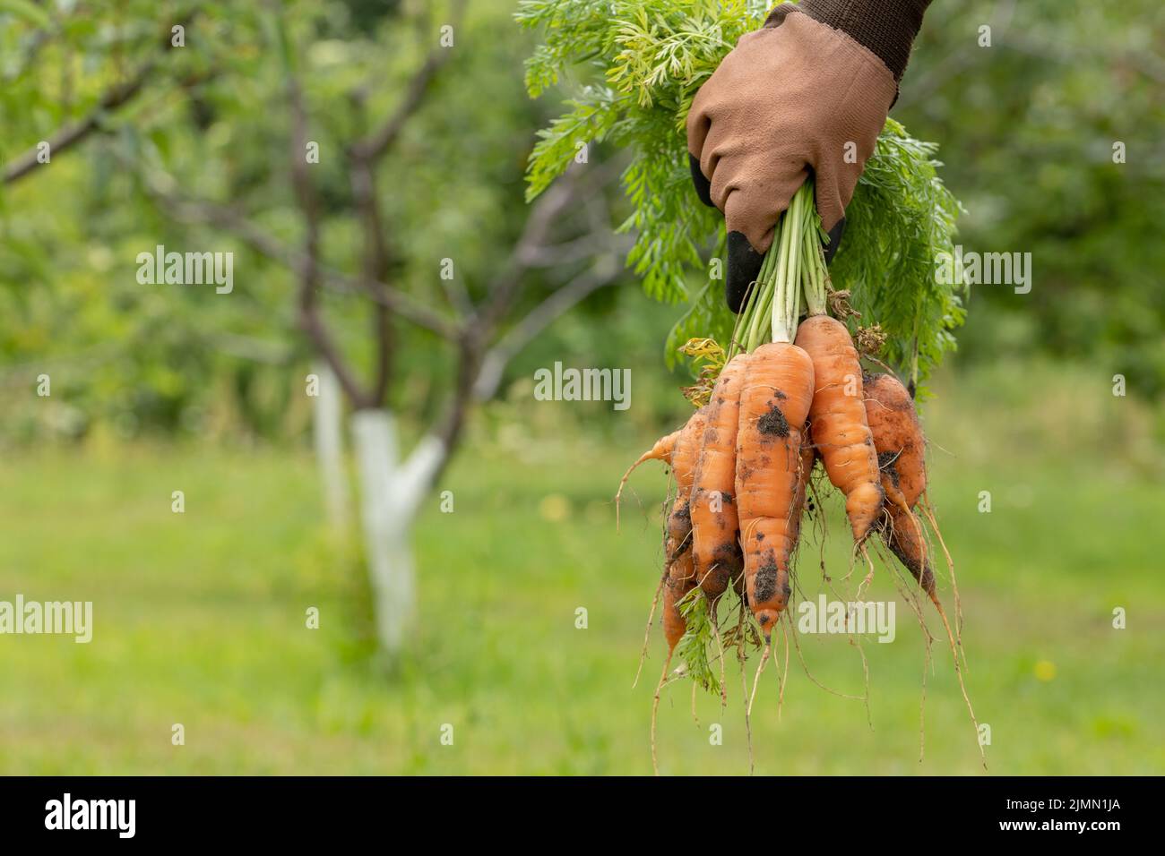 Mains de fermier dans des gants tenant un bouquet de carottes orange bio éco dans le jardin. Agriculture. Ferme. Carottes fraîchement récoltées. Été Banque D'Images