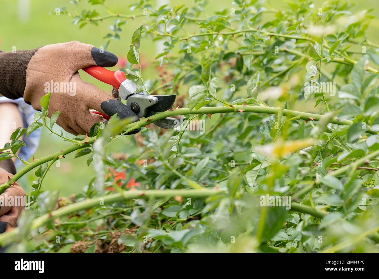 Travaillez dans le jardin au printemps. Femme coupant des branches sèches de rose avec sécateur Banque D'Images