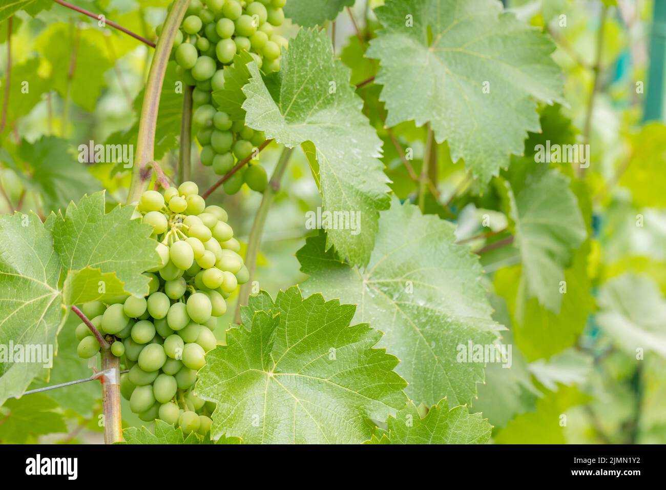 Début de la maturation des raisins verts à la lumière du soleil. Raisins verts sur une branche Banque D'Images