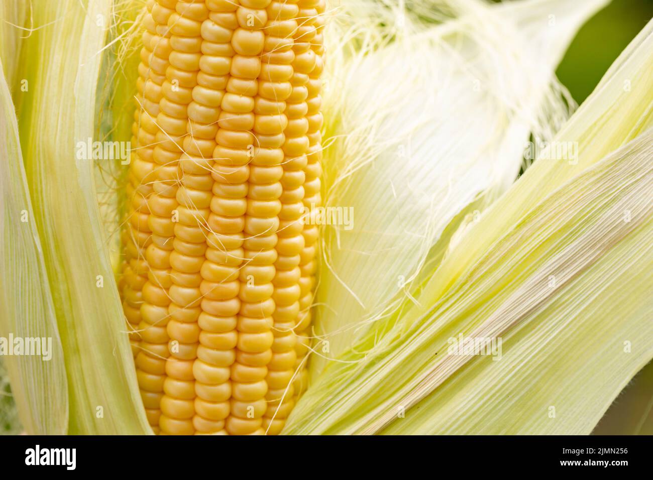 Épis de maïs jaune avec les grains toujours attachés à l'épi de la tige dans le champ de maïs biologique. Gros plan Banque D'Images
