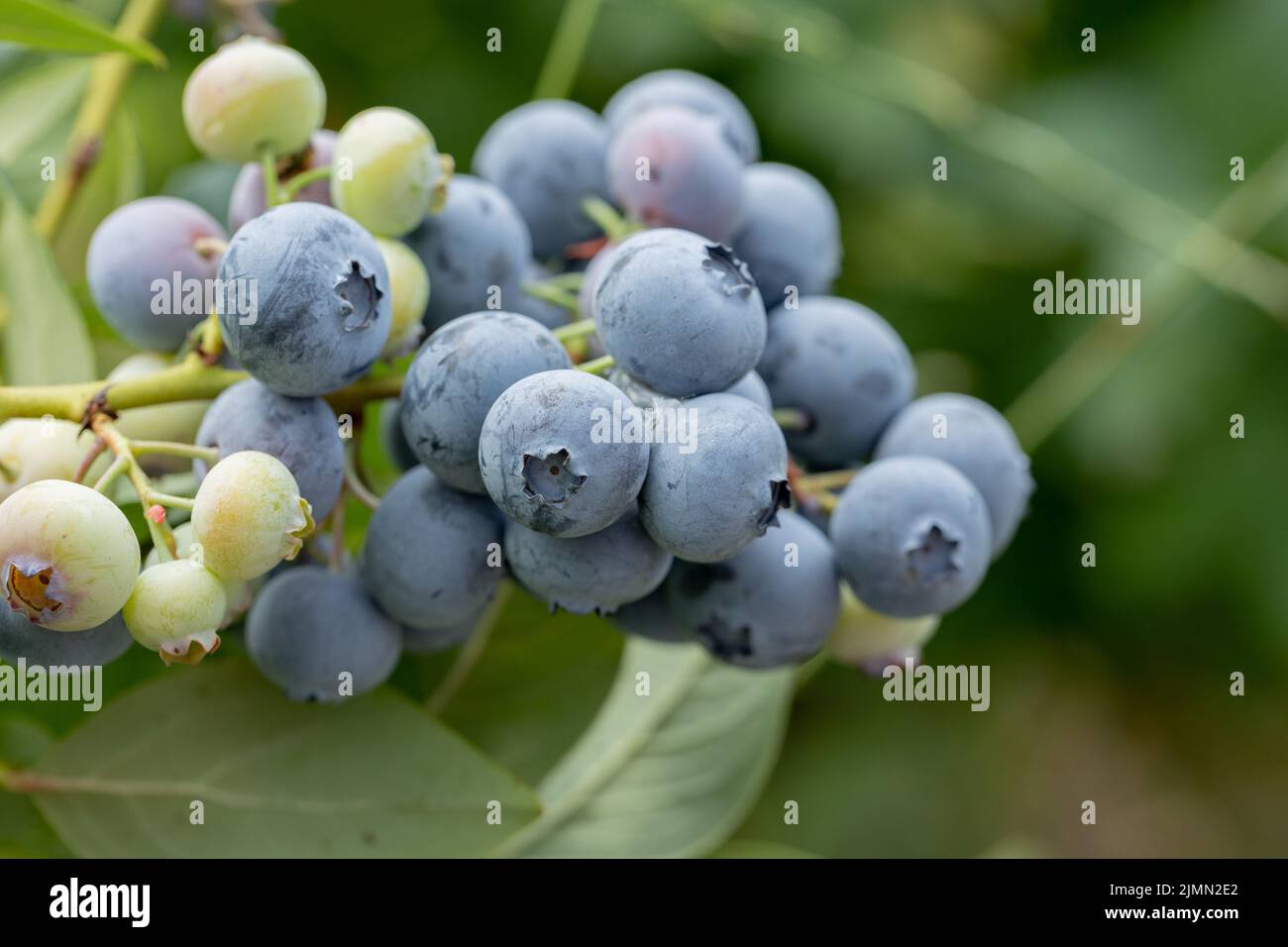 Myrtilles - délicieux fruits de baies sains. Vaccinium corymbosum, High Huckleberry. Fruit mûr bleu sur la plante verte saine. Plantation de nourriture - Banque D'Images
