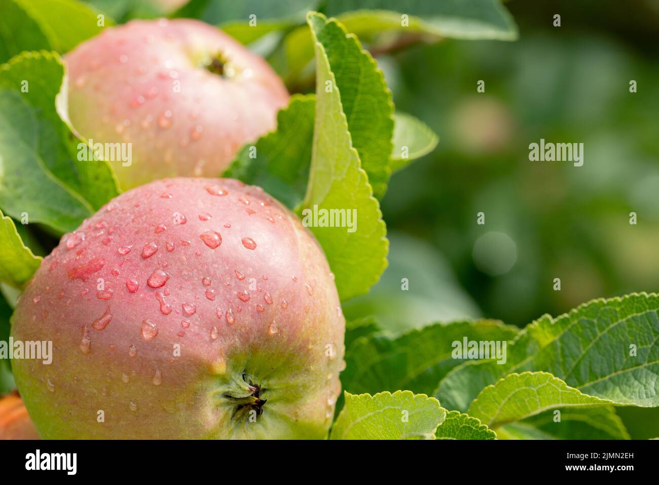 Libre de pommes vertes sur une branche dans un verger Banque D'Images