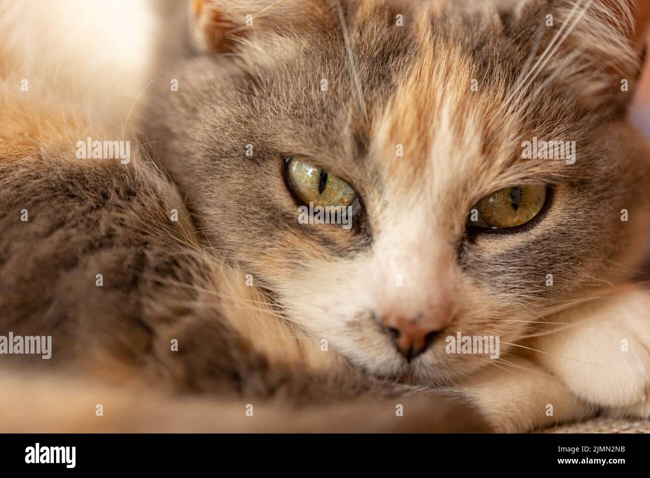 chat avec des yeux jaunes. portret rapproché. Journée mondiale du chat. Journée des animaux. Animaux de compagnie. Banque D'Images