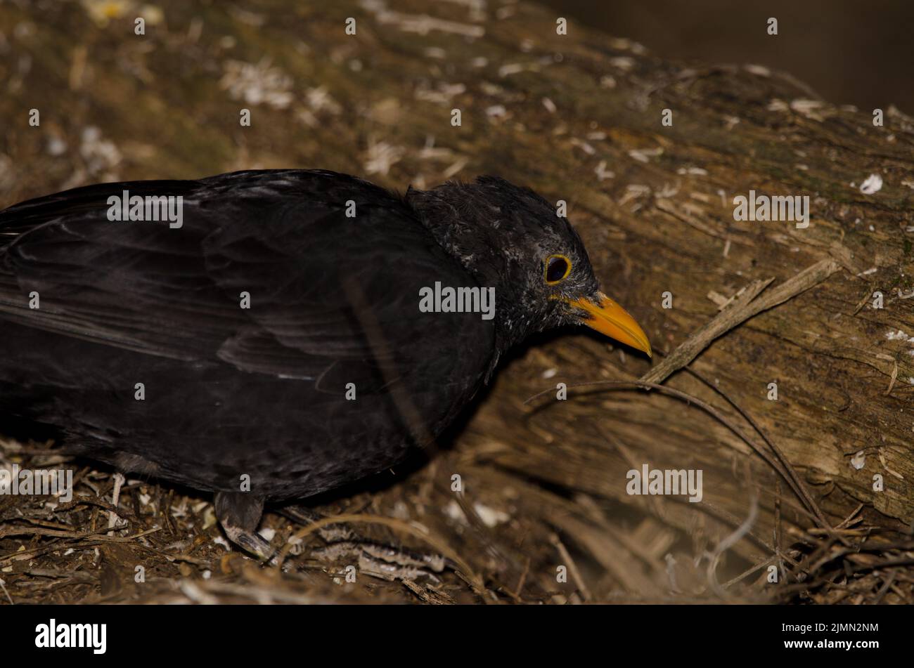 Oiseau noir commun Turdus merula cabrerae. Homme à la recherche de nourriture. Le parc rural Nublo. Tejeda. Grande Canarie. Îles Canaries. Espagne. Banque D'Images