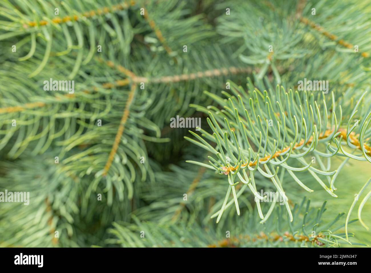 Arrière-plan de Noël avec superbe brunch de pin vert. Banque D'Images