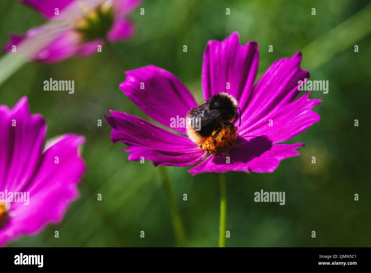 Bumblebee recueille le nectar sur la fleur de cosmos pourpre, copier l'espace Banque D'Images