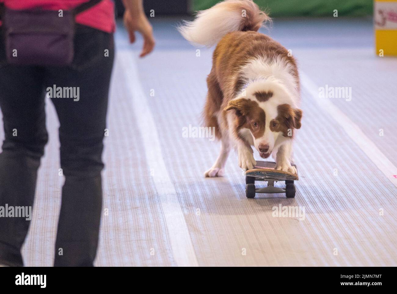 Sydney, Australie. 7th août 2022. Un chien joue à la planche à roulettes sur le Dog Lovers Show à Sydney, en Australie, le 7 août 2022. Après une pause de trois ans en raison de la pandémie COVID-19, le plus grand événement dédié aux chiens, le Dog Lovers Show, a une fois de plus fait découvrir aux amateurs de chiens un paradis de fureur. Des clubs de chiens de race représentant plus de 40 races dans l'État de Nouvelle-Galles du Sud (Nouvelle-Galles du Sud) ont participé à l'événement de week-end de deux jours, avec plus de 800 chiens au spectacle, ce qui offre une bonne chance d'éduquer, de divertir et d'inspirer les propriétaires et les amoureux de chiens. Credit: Hu Jingchen/Xinhua/Alay Live News Banque D'Images