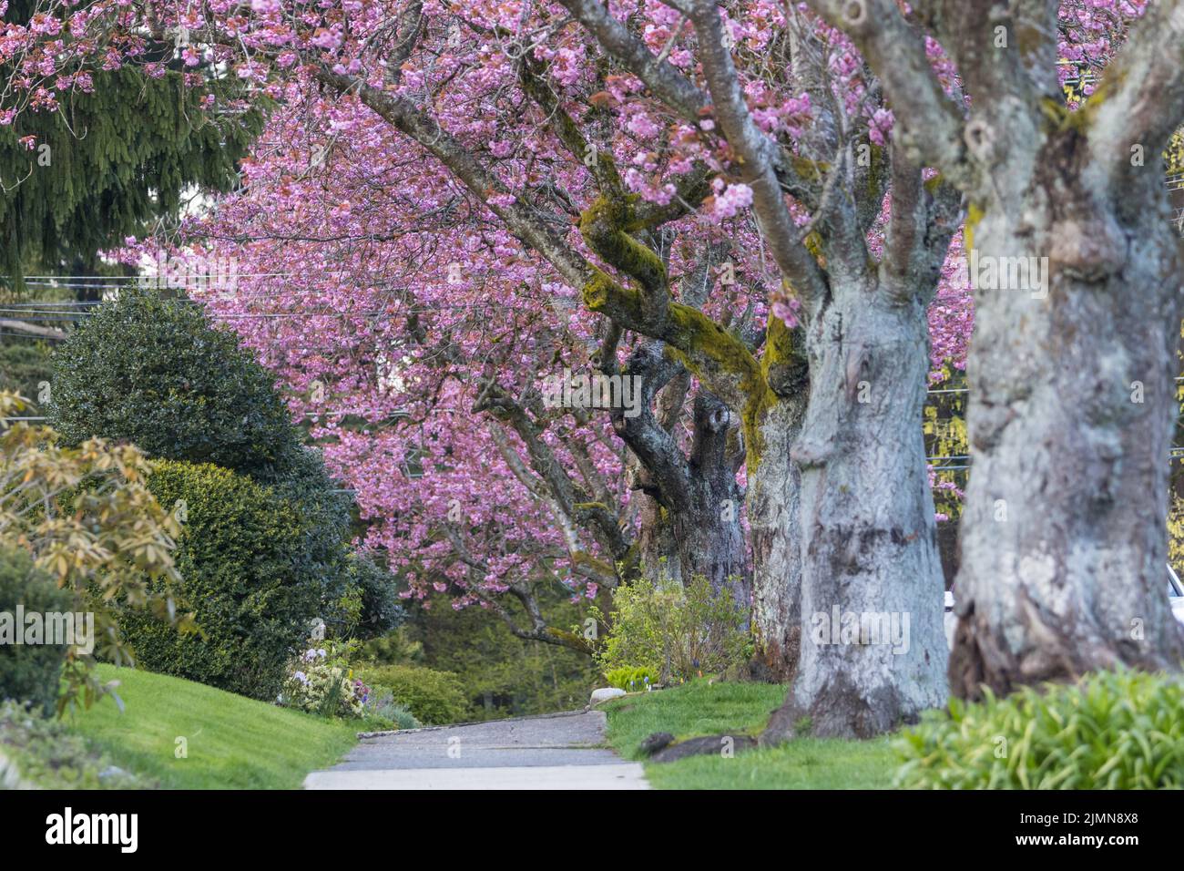 Allée fleurie Banque D'Images