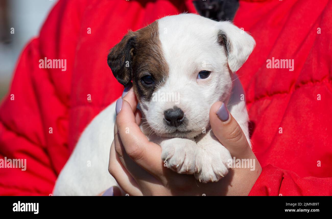 Petit chiot Jack Russell Terrier dans ses bras gros plan. Banque D'Images