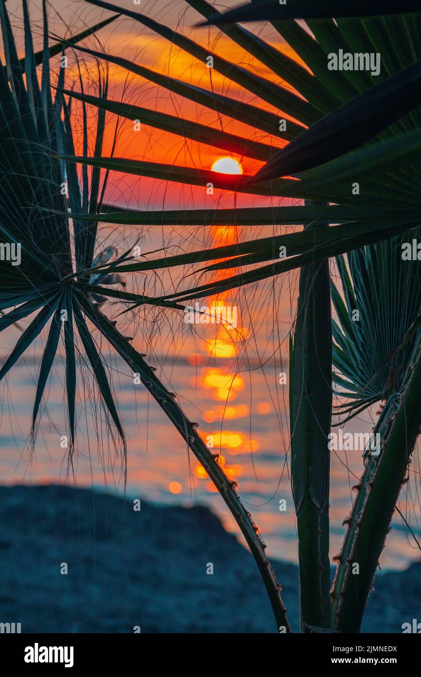 Vue sur la plage au coucher du soleil : feuilles de palmier, ciel rose et bleu et lumière du soleil rouge se reflétant sur l'eau de mer. Banque D'Images