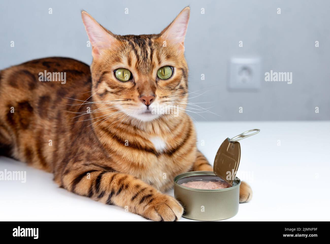 Chat Bengale et thon en conserve dans une boîte Banque D'Images