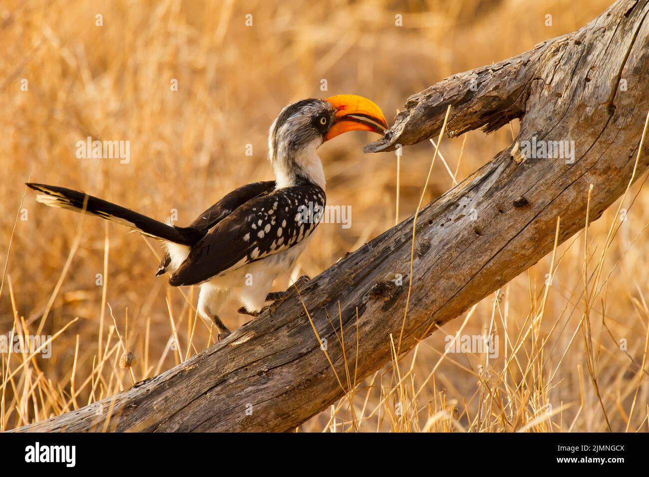 Hornbill à bec jaune de l'est (Tockus flavirostris) perché sur une branche morte Banque D'Images