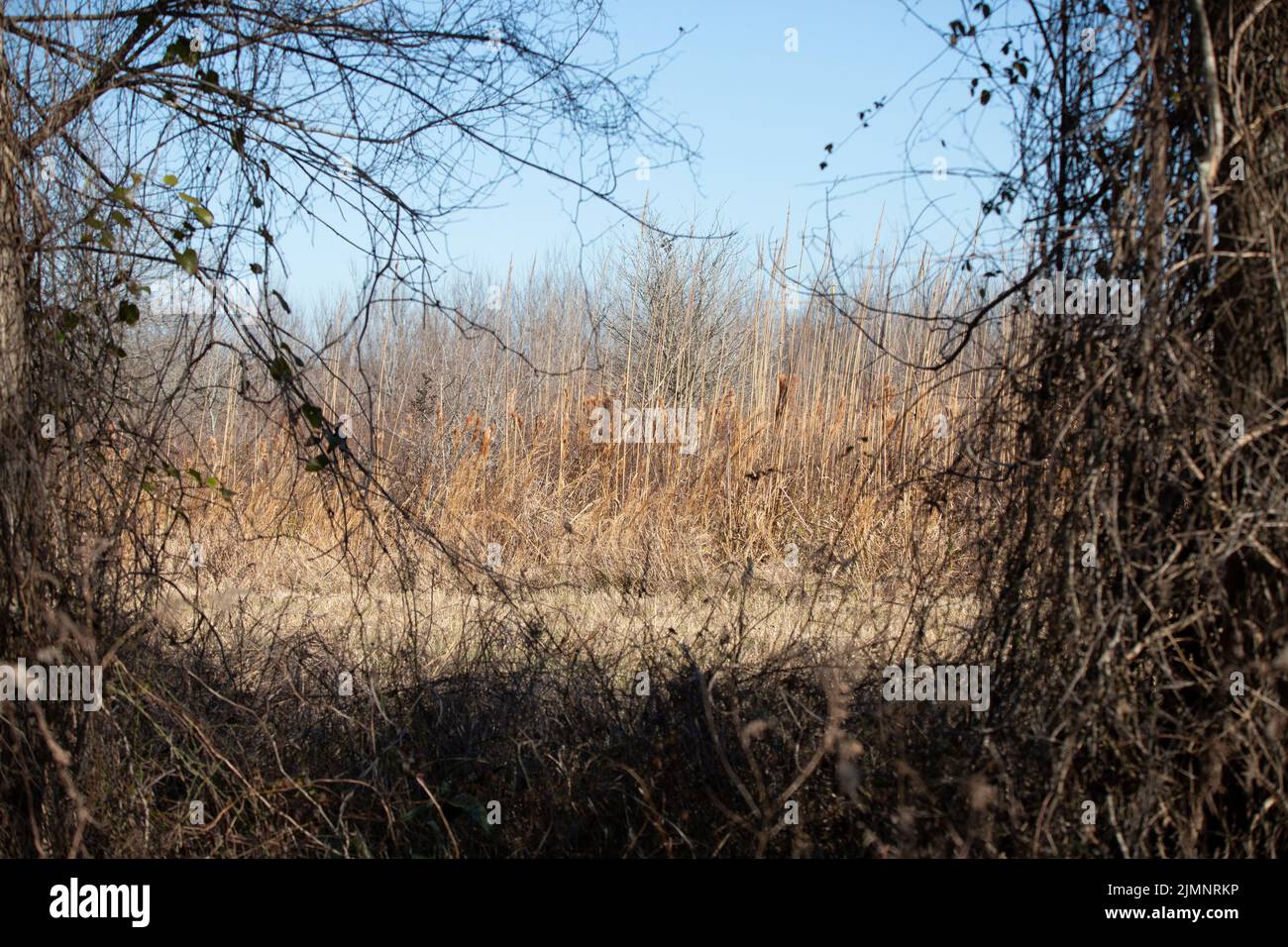 Mauvaises herbes brunes séchées qui poussent juste au-delà d'un champ et encadrées de vignes séchées Banque D'Images