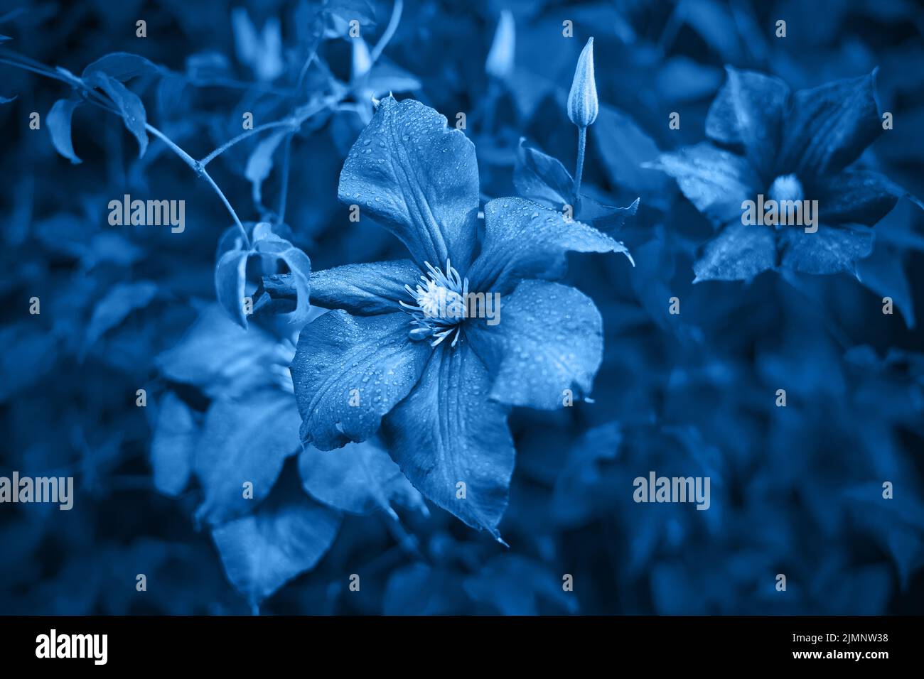 Image bleue classique, ton sur ton. Fleurs de clématis, gros boutons violets sur fond vert foncé Banque D'Images