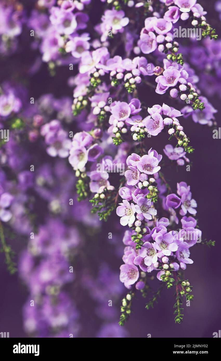 Gros plan sur les petites fleurs violettes de l'arbuste australien Thryptomene denticulata, famille des Myrtaceae. Endémique à l'Australie occidentale Banque D'Images