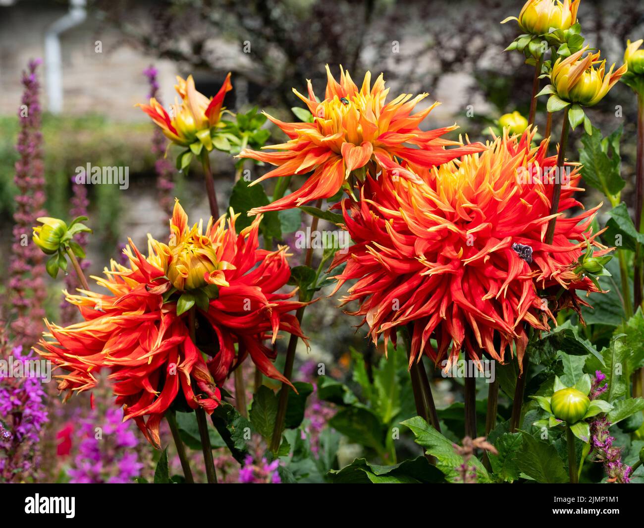 Grande fleur rouge et jaune colorée du cactus dahlia, Dahlia 'Show and Tell' Banque D'Images