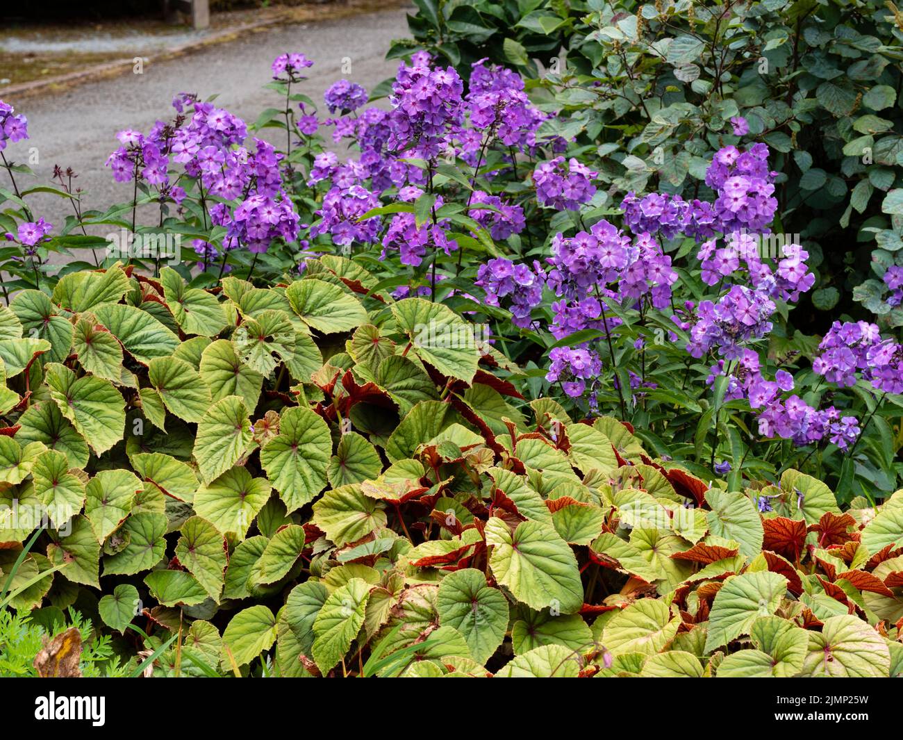 Combinaison pérenne des fleurs bleues de Phlox paniculata 'Blue Paradise' et du feuillage de Begonia grandis ssp. Evansiana 'Claret Jug' Banque D'Images