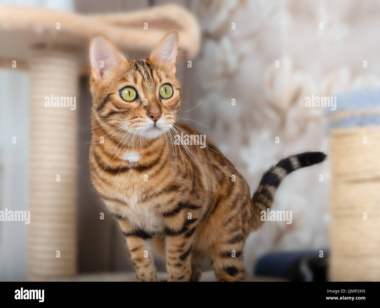 Chat et chat bengale mignons dans la chambre Banque D'Images