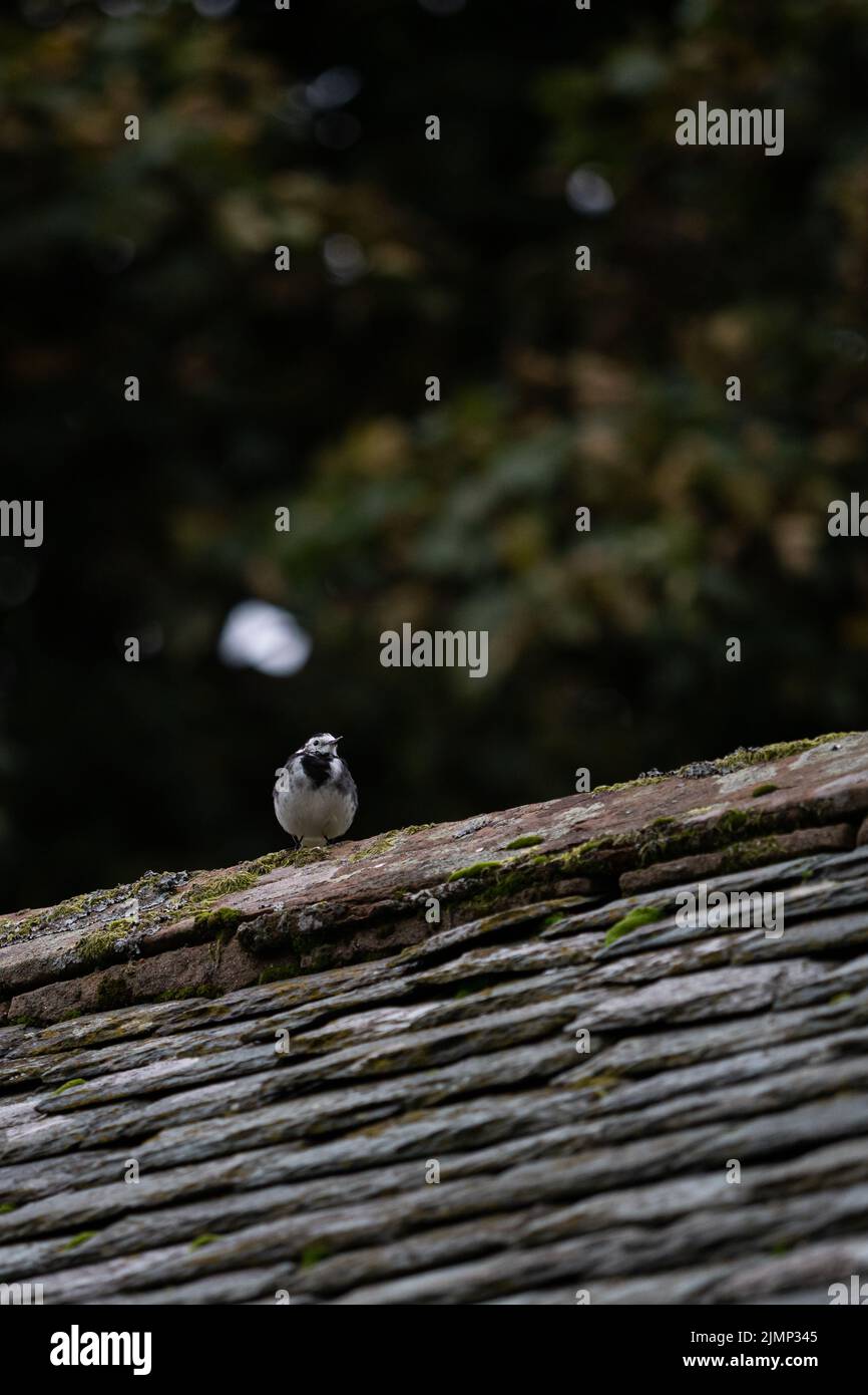 Oiseau anglais sur un toit en ardoise dans Lake District Banque D'Images