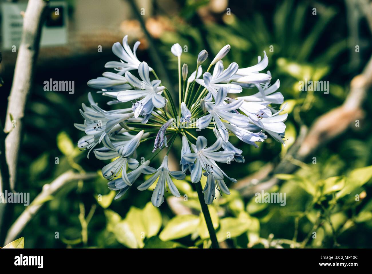Lys bleus, Lys africains, Agapanthus commun (Agapanthus praecox ssp. Orientalis) Banque D'Images