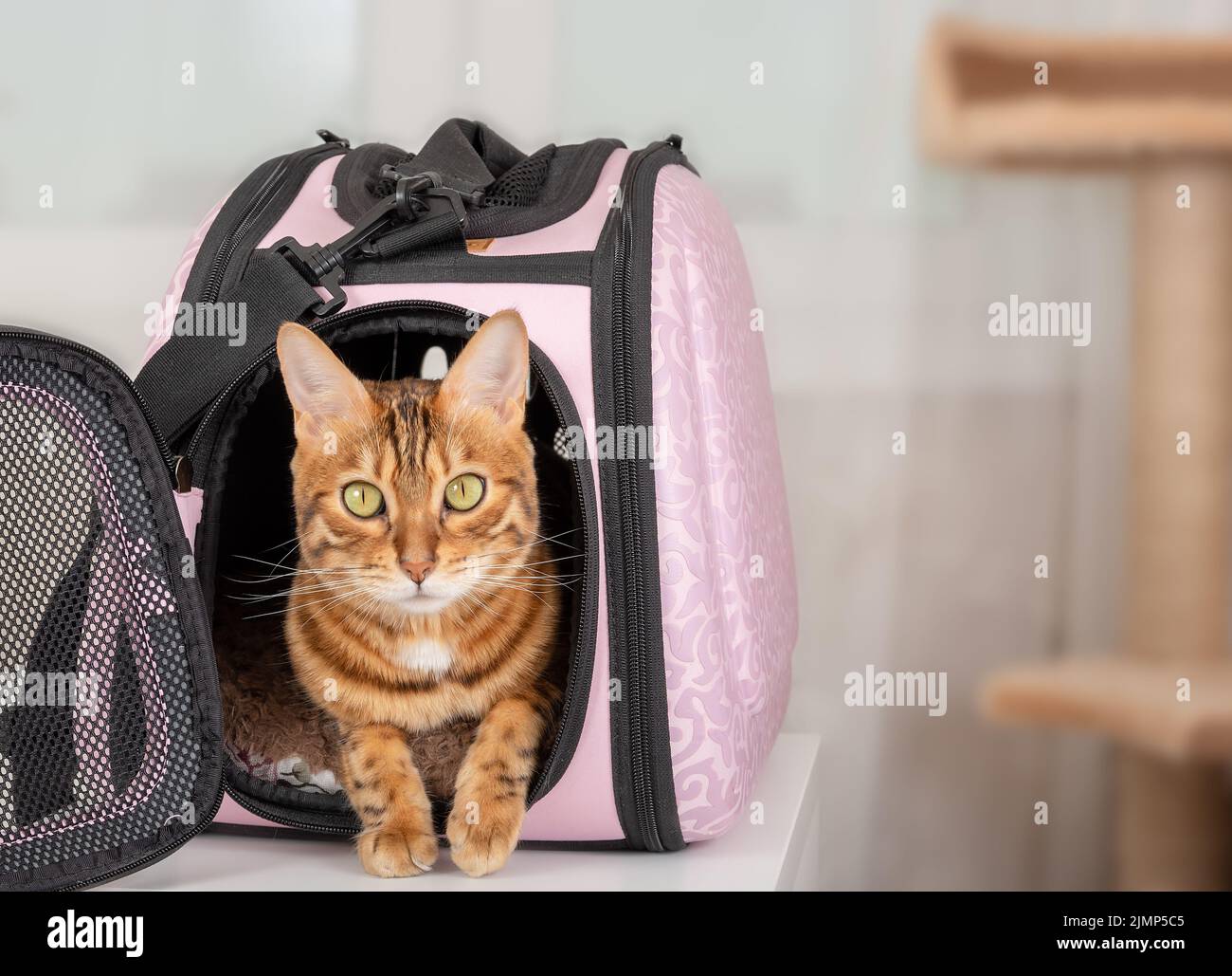 Chat Bengale dans une cage souple spéciale ou un porte-animal Banque D'Images