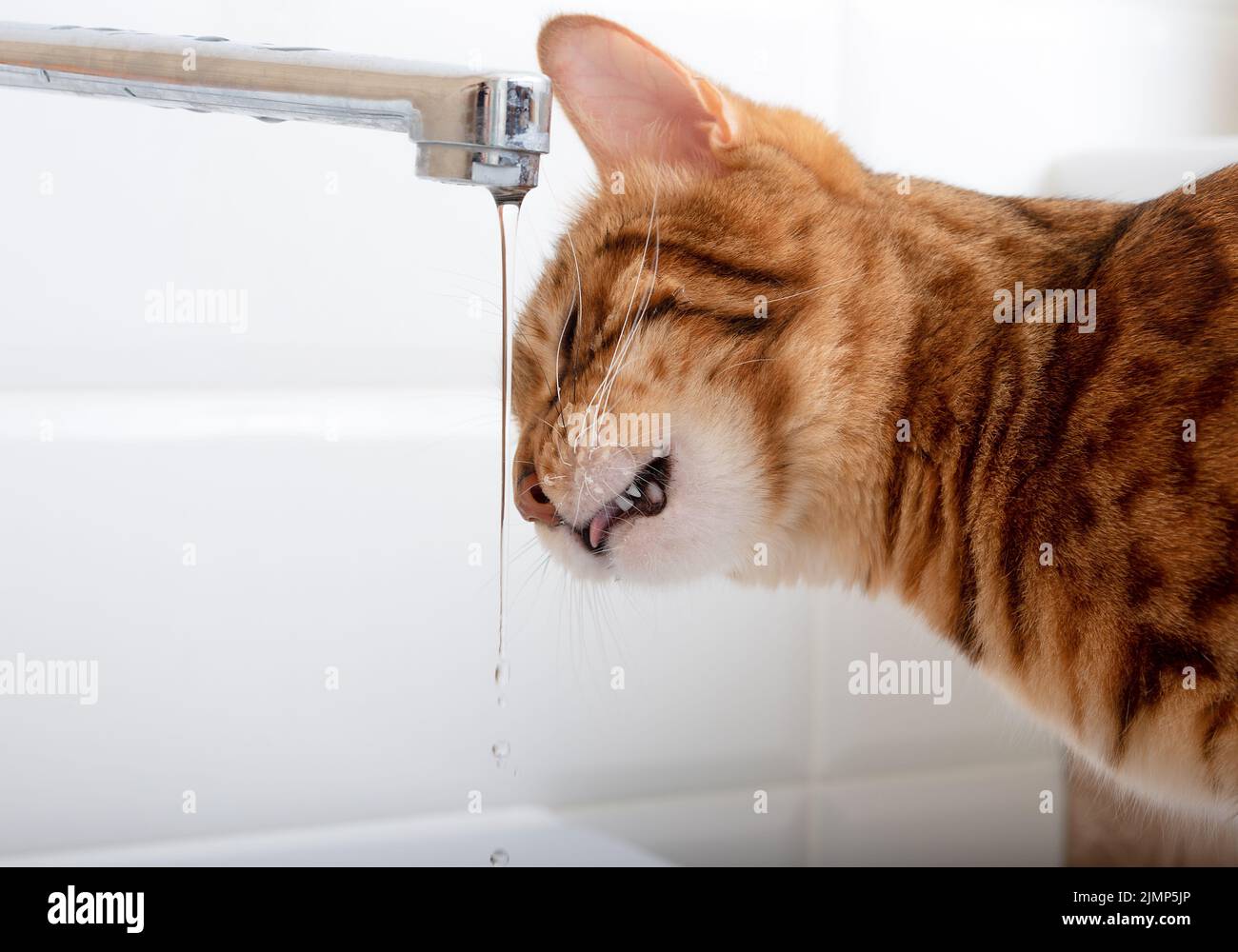 Le chat Bengal boit de l'eau du robinet pour étancher sa soif Banque D'Images