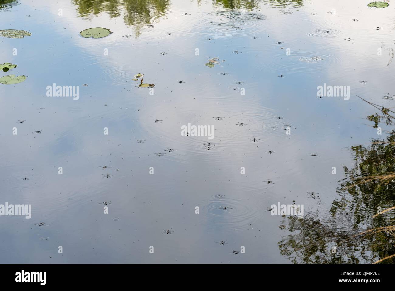 Patineurs d'étang (patineur d'étang commun, Gerris lacustris) sur un étang ou un lac de la faune, Hampshire, Angleterre, Royaume-Uni Banque D'Images