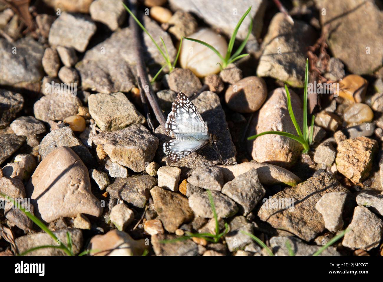 Un skipper blanc commun (Pyrgus communis) sur les rochers Banque D'Images