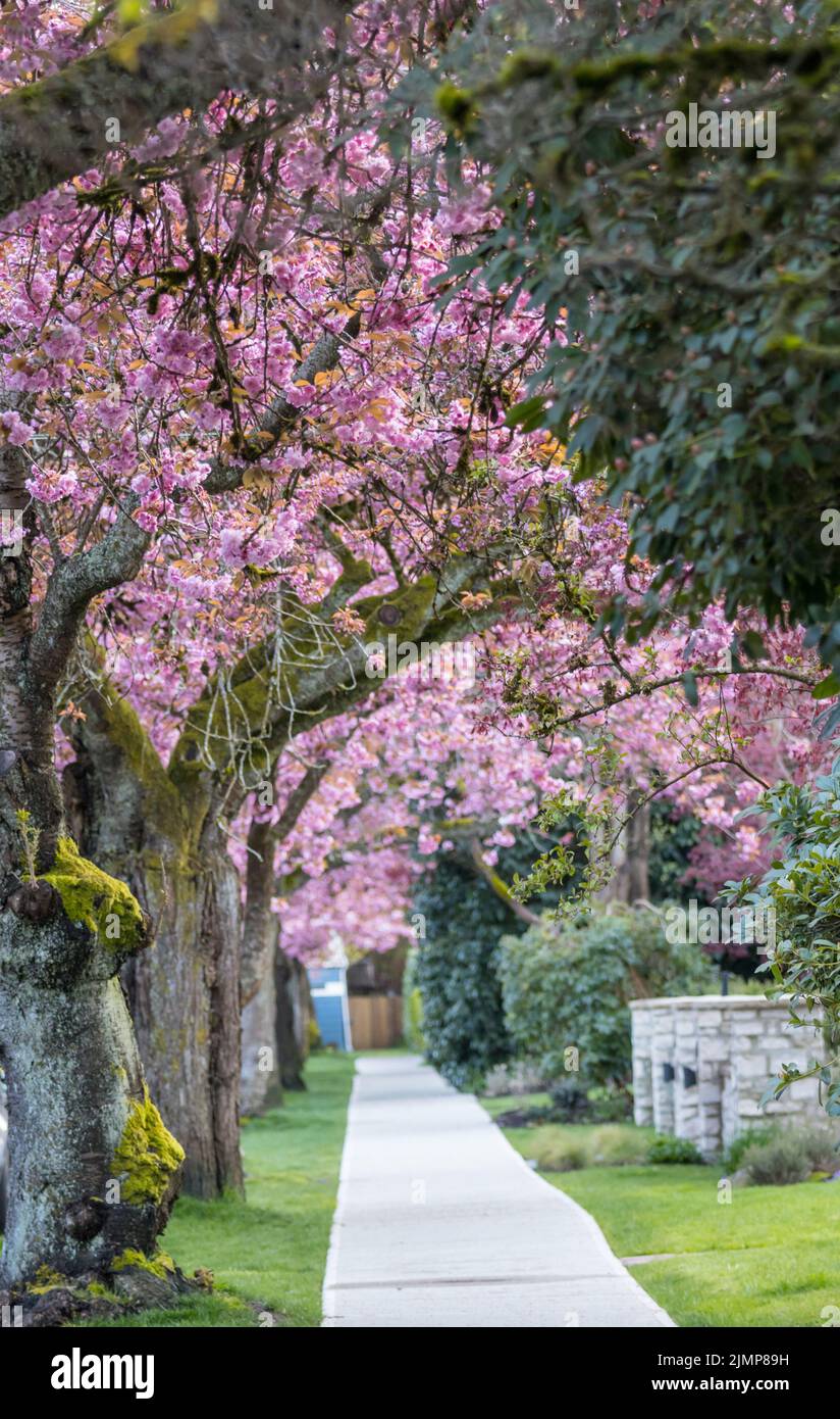 Allée fleurie Banque D'Images