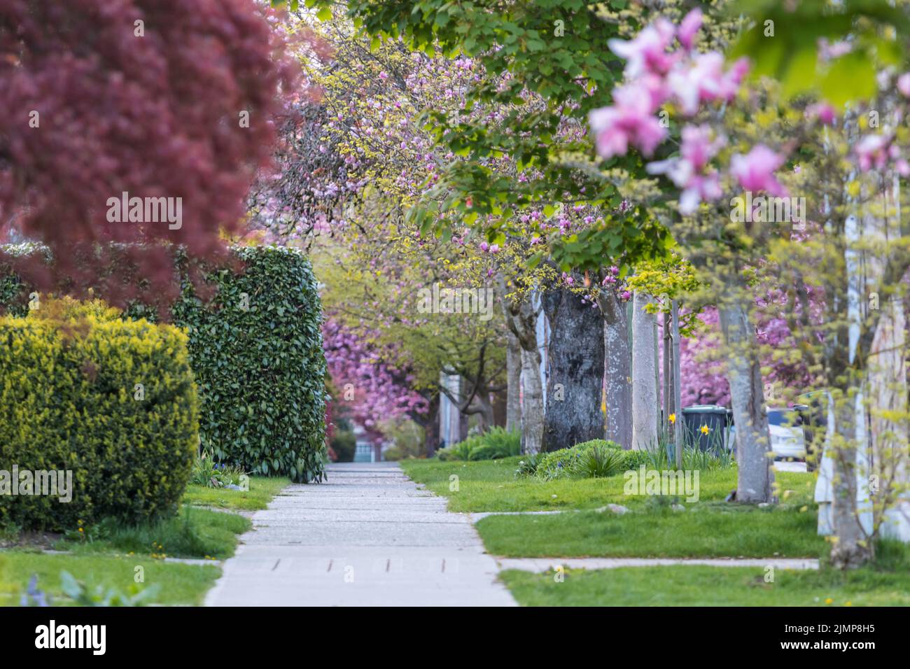 Allée fleurie Banque D'Images