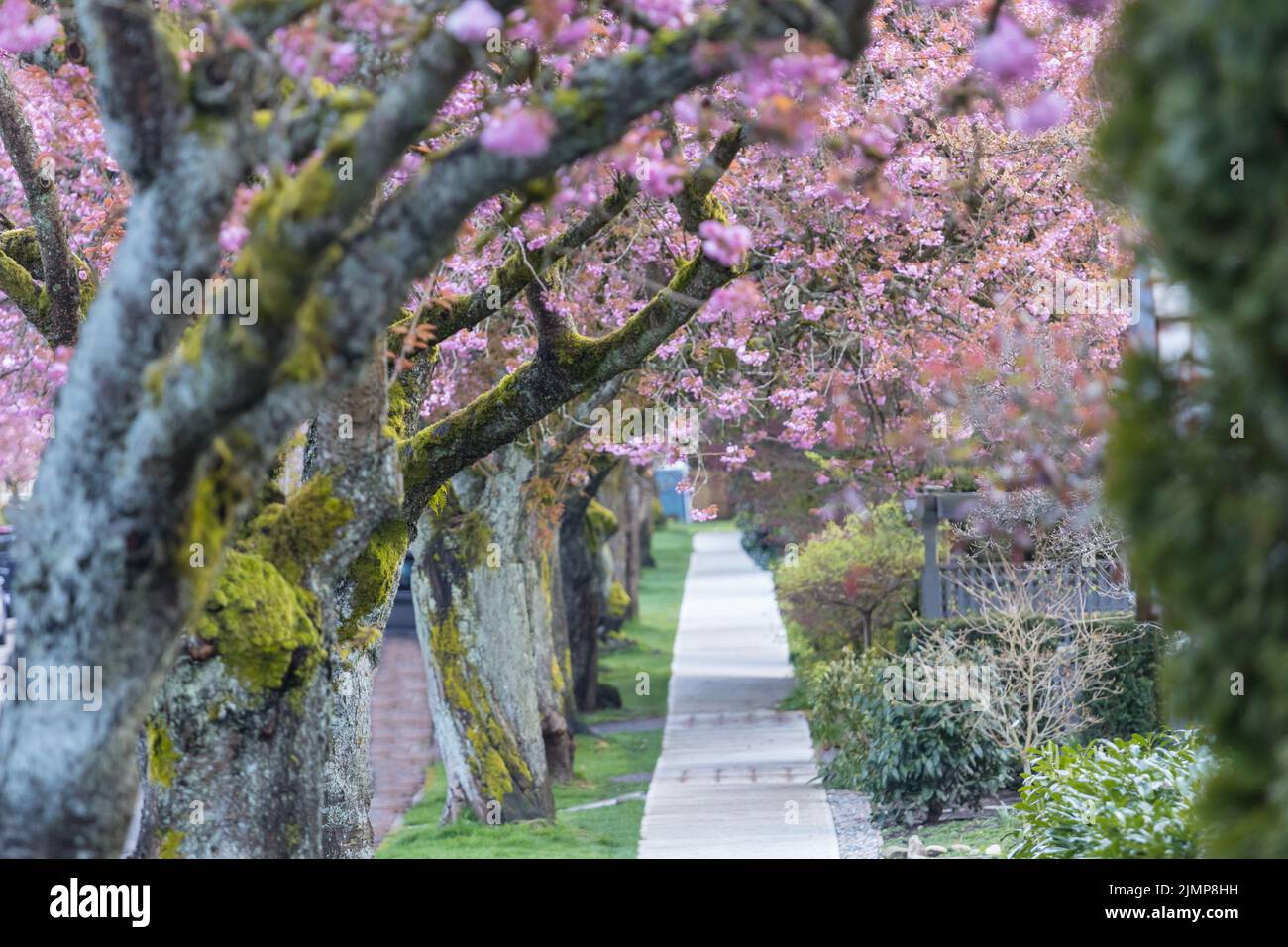 Allée fleurie Banque D'Images