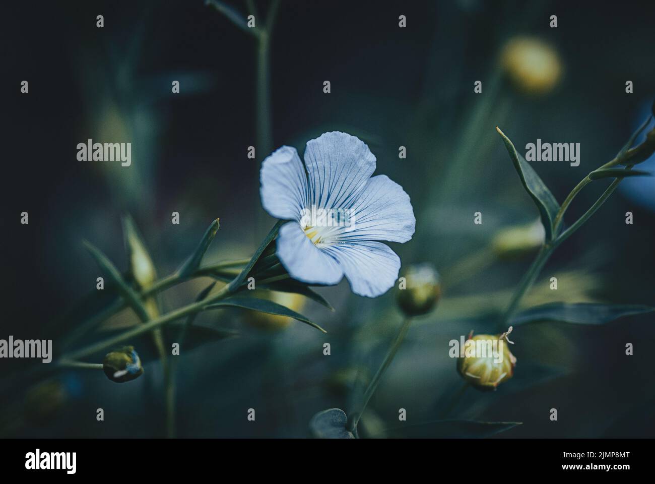 Fleur de lin bleu la nuit, arrière-plans de nature moody Banque D'Images