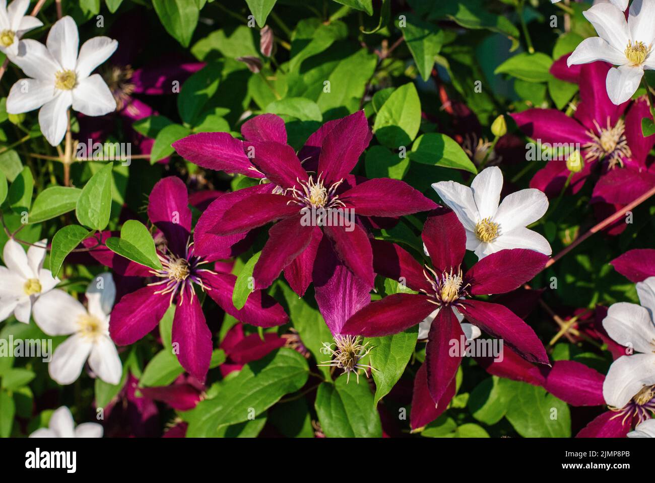Clematis rouges et blancs plantes fleuries fleurir dans le jardin d'été Banque D'Images