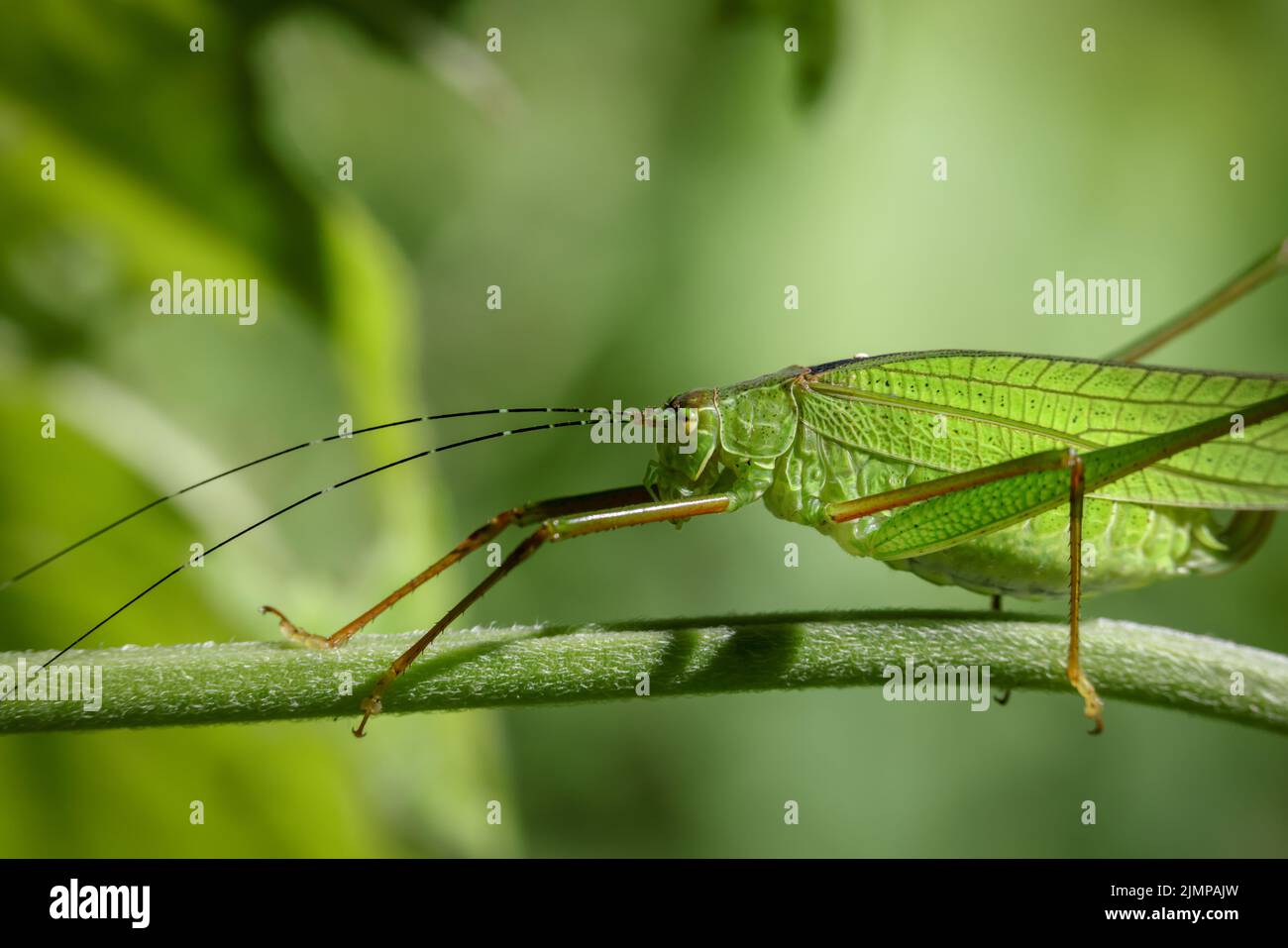 Grand sauterelle de forêt verte avec de longues antennes sur une feuille. Banque D'Images