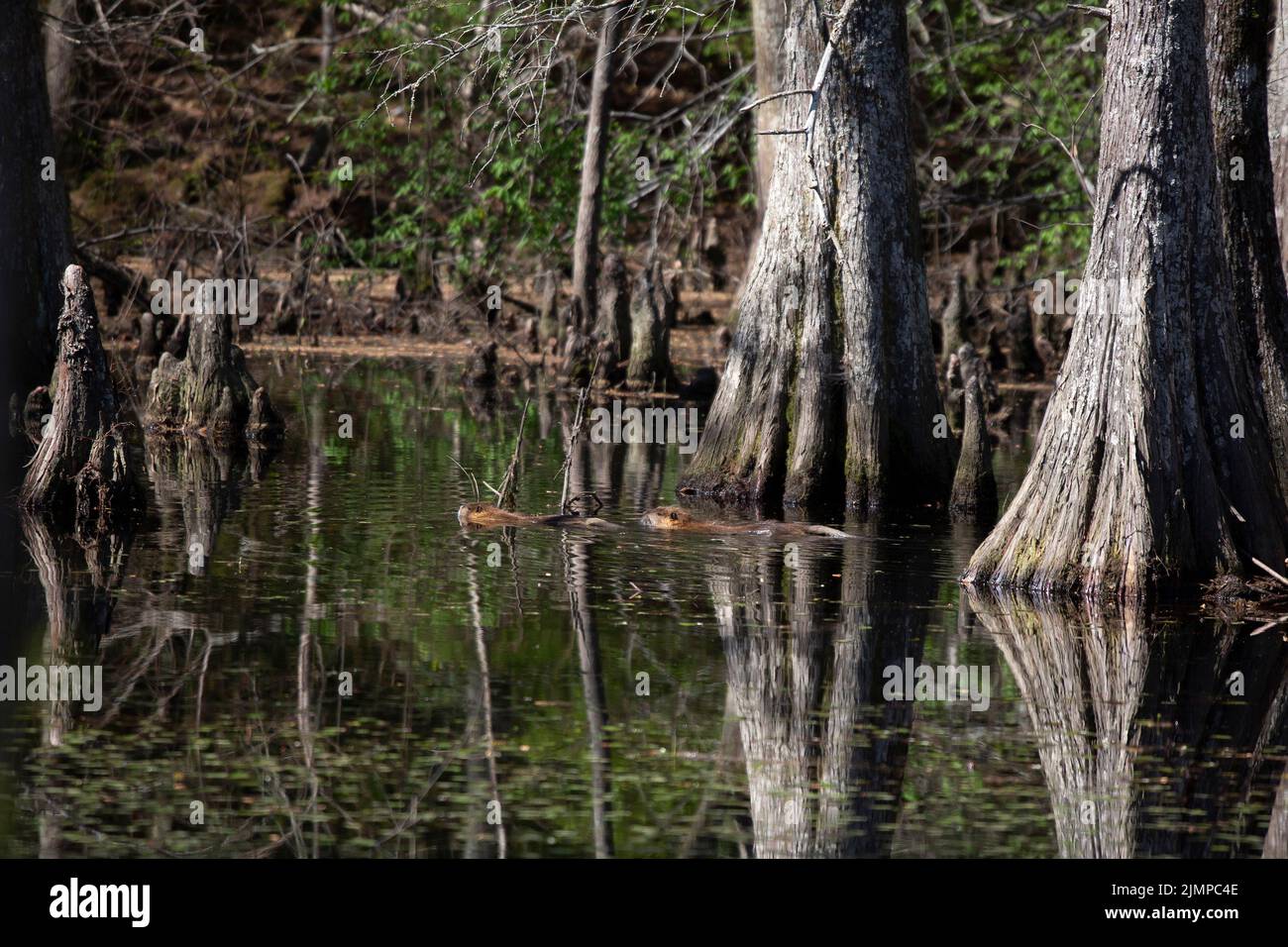 Jeune nutria (Myocastor coypus) nageant avec un nutria adulte Banque D'Images