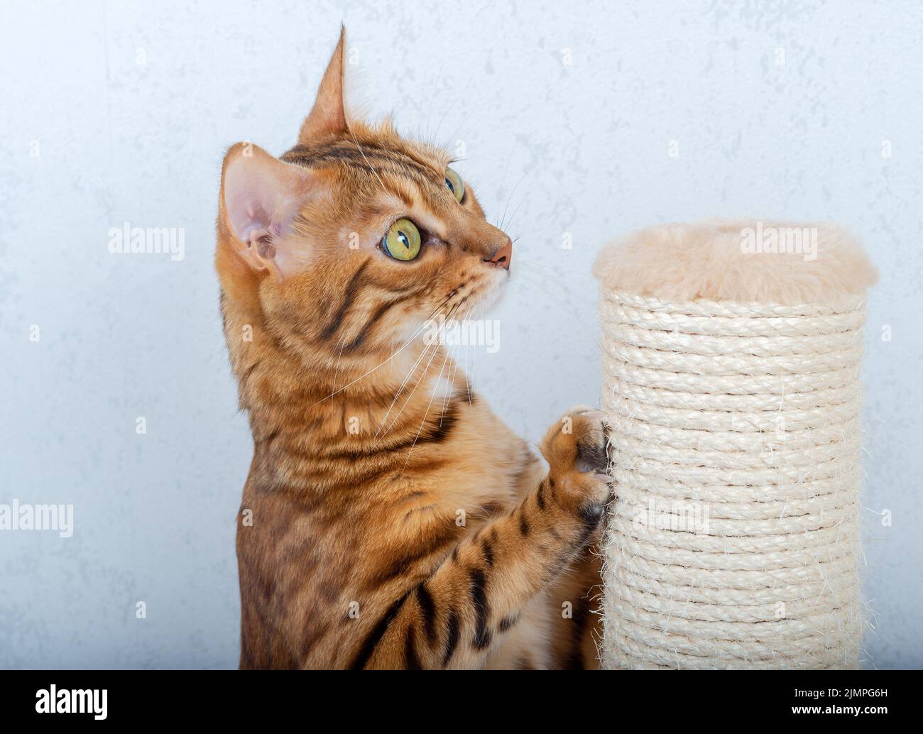 Le chat Bengal aiguise ses griffes sur un poteau avec une corde de jute Banque D'Images