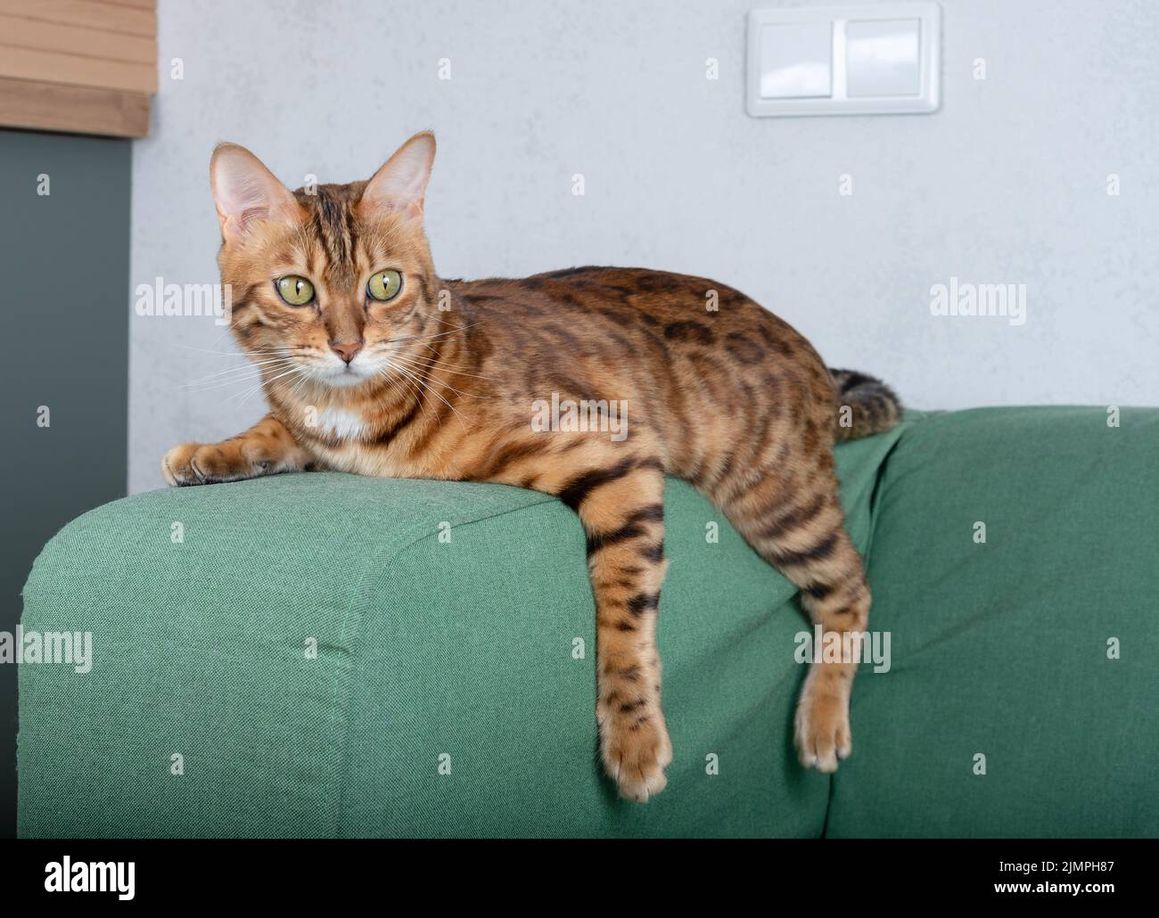 Le chat Bengale se détend sur le canapé dans le salon, allongé dans une drôle de pose sur la couverture. Banque D'Images