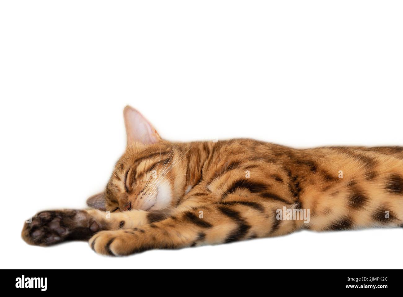 Chat bengal mignon dormant doucement sur fond blanc Banque D'Images