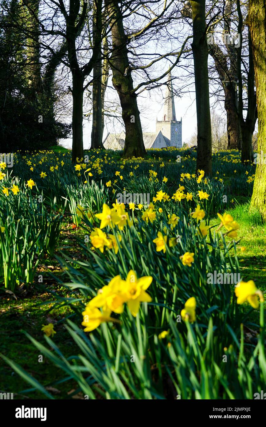 Jonquilles dans le parc du château de Bangor avec l'église de l'abbaye de Bangor en arrière-plan. Bangor, Comté en bas, Irlande du Nord Banque D'Images