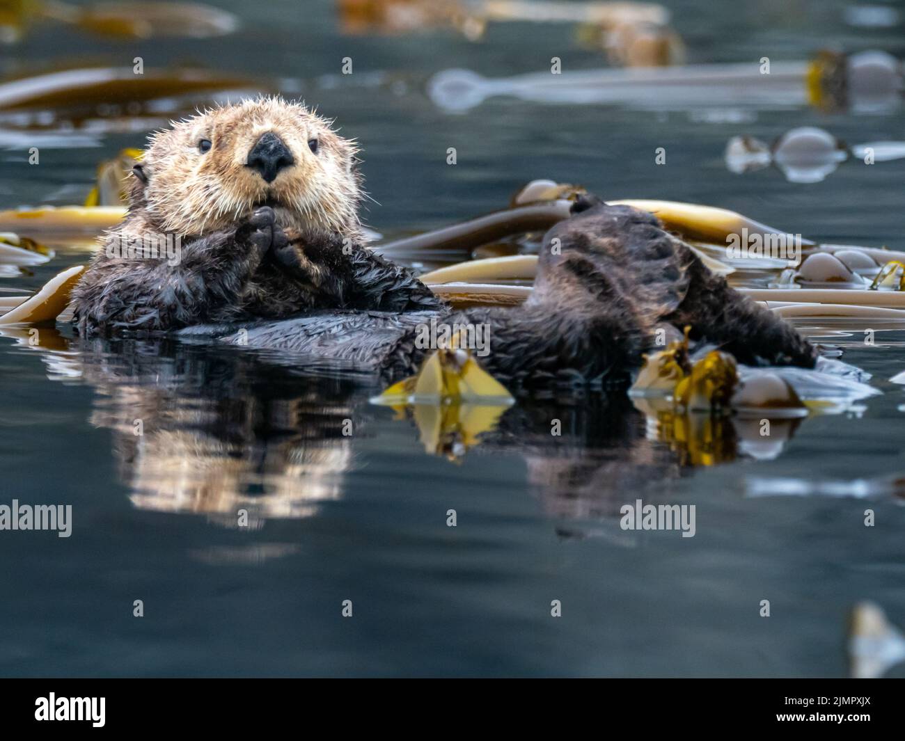 Loutre de mer, Enhydra lutris, dans la forêt de varech du sud-est de l'Alaska, aux États-Unis Banque D'Images