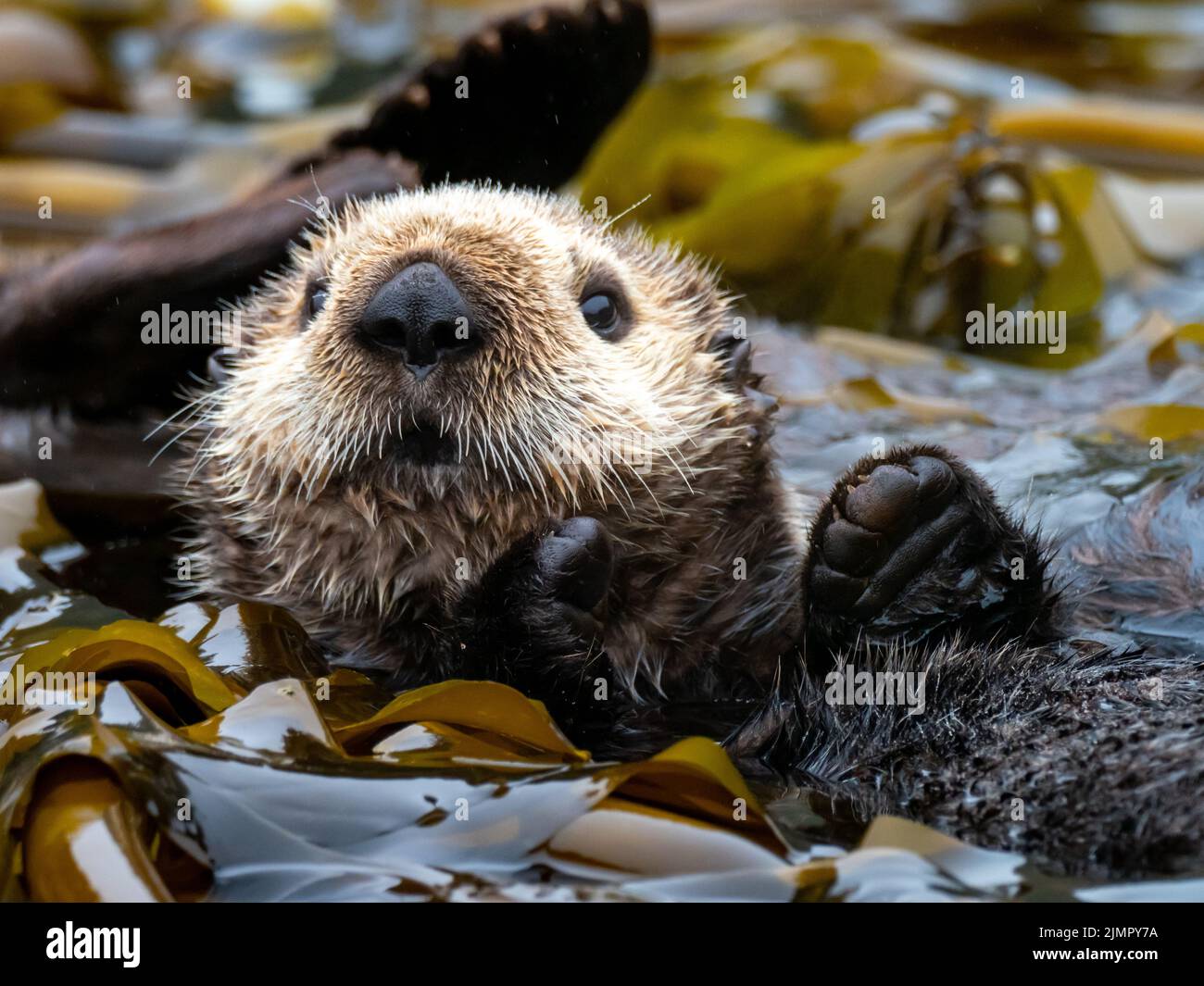 Loutre de mer, Enhydra lutris, dans la forêt de varech du sud-est de l'Alaska, aux États-Unis Banque D'Images