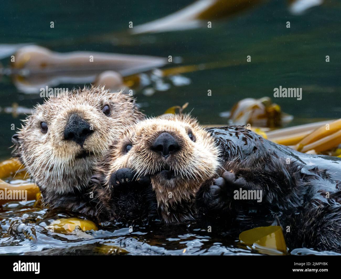 Loutre de mer, Enhydra lutris, dans la forêt de varech du sud-est de l'Alaska, aux États-Unis Banque D'Images